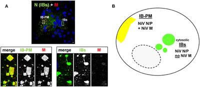 Cytosolic Nipah Virus Inclusion Bodies Recruit Proteins Without Using Canonical Aggresome Pathways